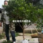 大果种植庭院早熟杨梅苗
