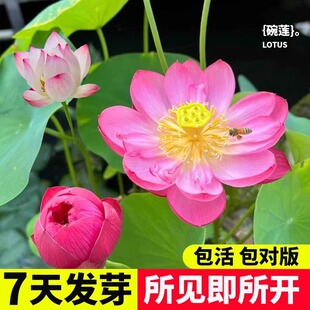 ��ɏ�Nˮϵ����ˮ�B�Gֲ���Bֳ˯ɏ�ɻ��o�����Ի����o���辰