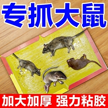 老鼠贴强力粘鼠板超强家用高粘度粘大老鼠灭鼠一窝端捕鼠室内厨房