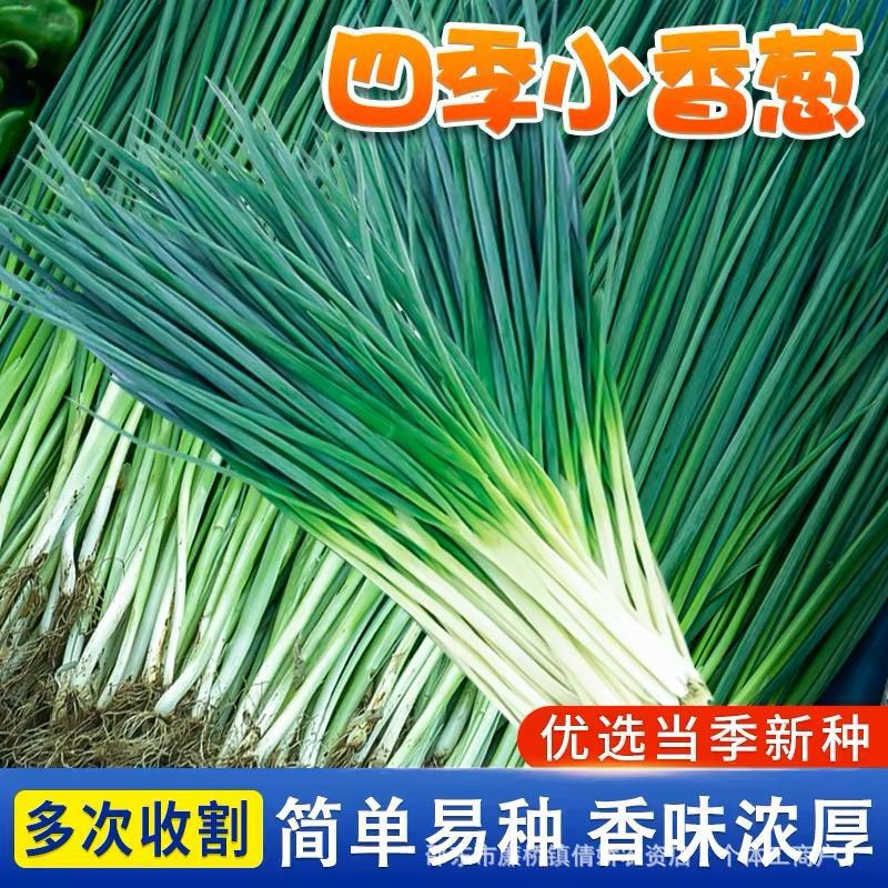 四季小香葱种子易种小葱种子阳台室内盆栽葱种子批发家庭菜种子籽