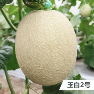 Yubai No. 2 White-Skinned Red-Fleshed Netted Crispy Sweet Melon and Cantaloupe Seeds Are Disease-Resistant and High-Temperature Dense Planting