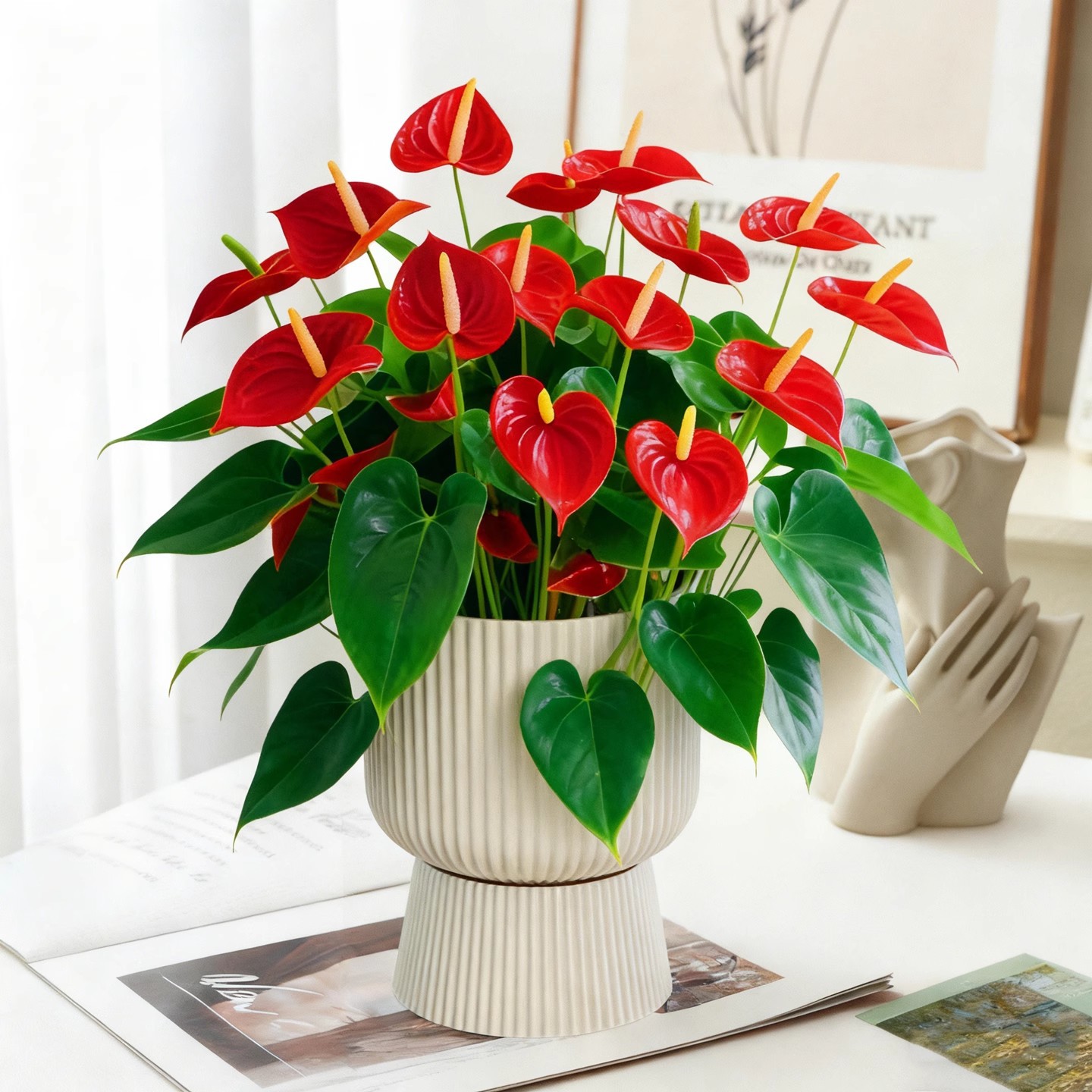 Anthurium potted plant [4-5 flowers] + tall pot off-white