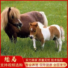 出售宠物德保矮马活体 迷你宠物矮马幼崽 儿童骑乘德保矮马活物
