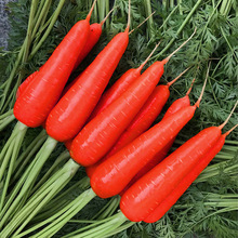 ���t�˴煢�߮a���}���N���r�t����ˮ���߲˷N���r�Ҳˈ@�ļ��N��