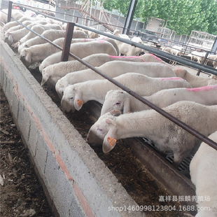 Сβ����ĸ����ʲôƷ�N�Ĺ�����^�÷�ֳ��̥����ź��s�������