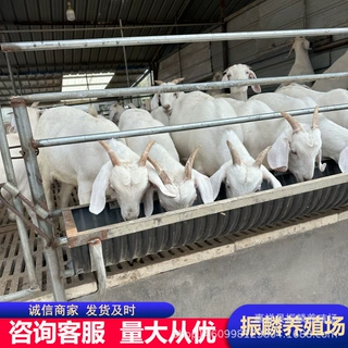 白山羊羊崽养殖 出售山羊羊苗 波尔山羊 美国白山羊多少一只