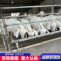 美国养殖多少羊苗