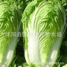 夏季大白菜种子抗热黄心大白菜种籽室内阳台盆栽耐热大白菜种子