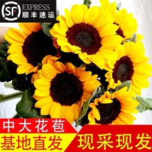 向日葵鲜花花束云南直批送教师节婚礼花店水养鲜切花花菜新鲜批发