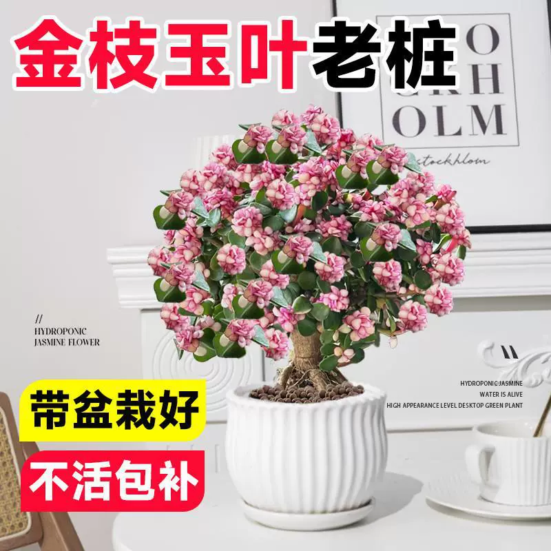 Редкий бонсай из драгоценных суккулентов со старыми стволами для украшения рабочего стола в помещении.