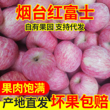 山東煙台棲霞紅富士蘋果水果批發新鮮脆甜多汁紅富士禮盒一件代發