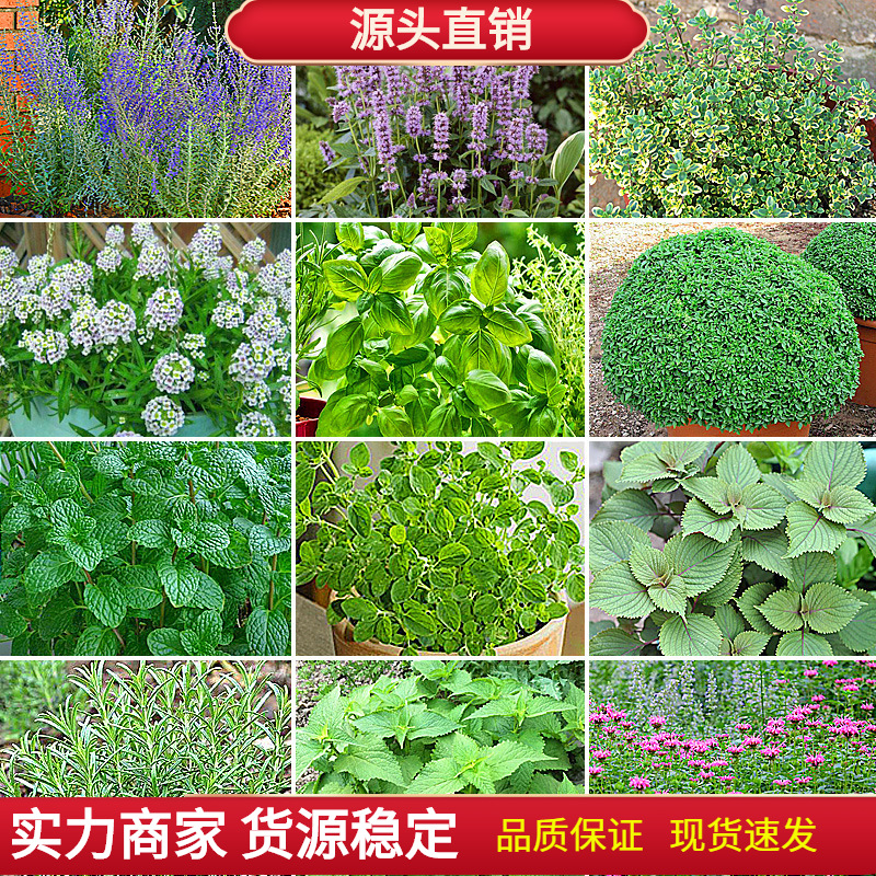 Aromatic plant Huoxiang rosemal beef to Laul lavender green mint…