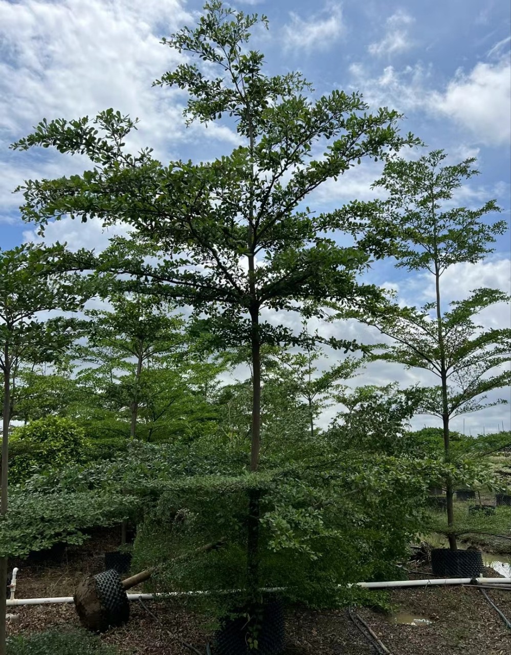 细叶榄仁袋苗小叶榄仁行道树景观园林工程苗雨伞树8-10公分绿化树-阿里巴巴