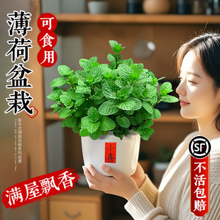 Large Pot of Mint Potted Edible Large Seedlings Mosquito Repellent Green Plant Indoor Rosemary Four-Season Herb Plant Catnip Leaves