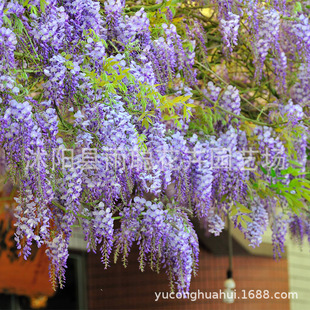 ���Q ���� ��ݮ õ��  ���� �����m ���ȶ� �ʺ�յȷN��