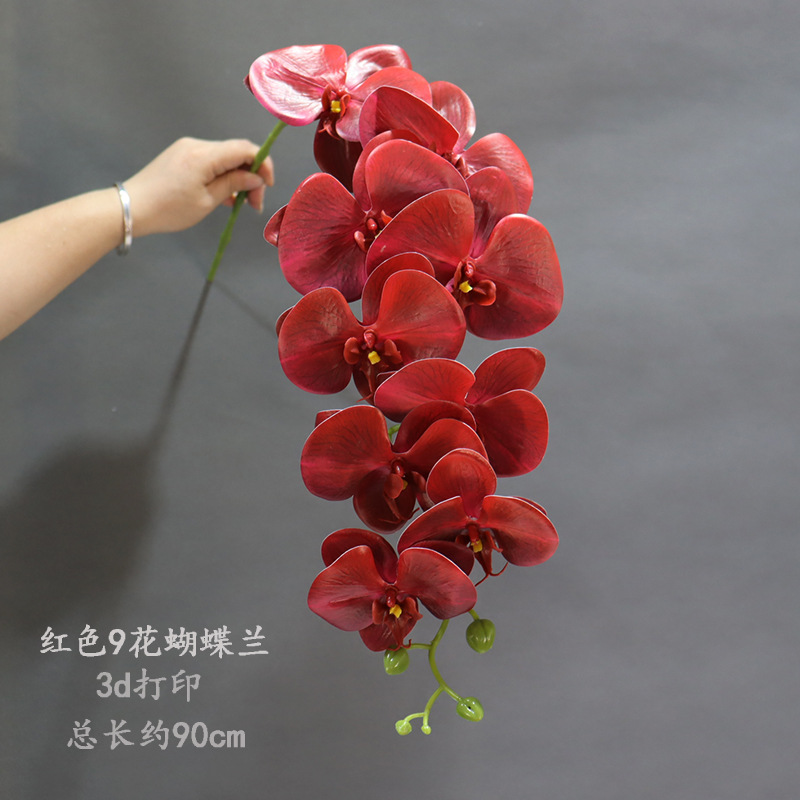 붉은 9송이 호접란