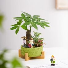 发财树盆栽植物室内花卉绿植桌面客厅四季常青旺宅办公室好养热销