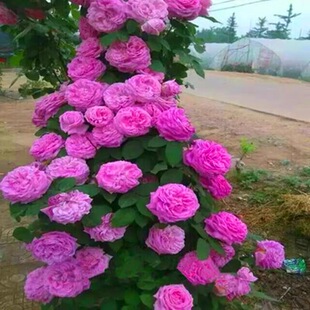 һ�����l�o���ٱ������¼�����������֦ĵ���ļ�ͥԺ�����Nޱ����
