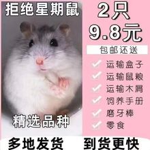 长毛仓鼠金丝熊银狐宝宝小仓鼠宠物精品三线幼崽包活情侣活物仓鼠