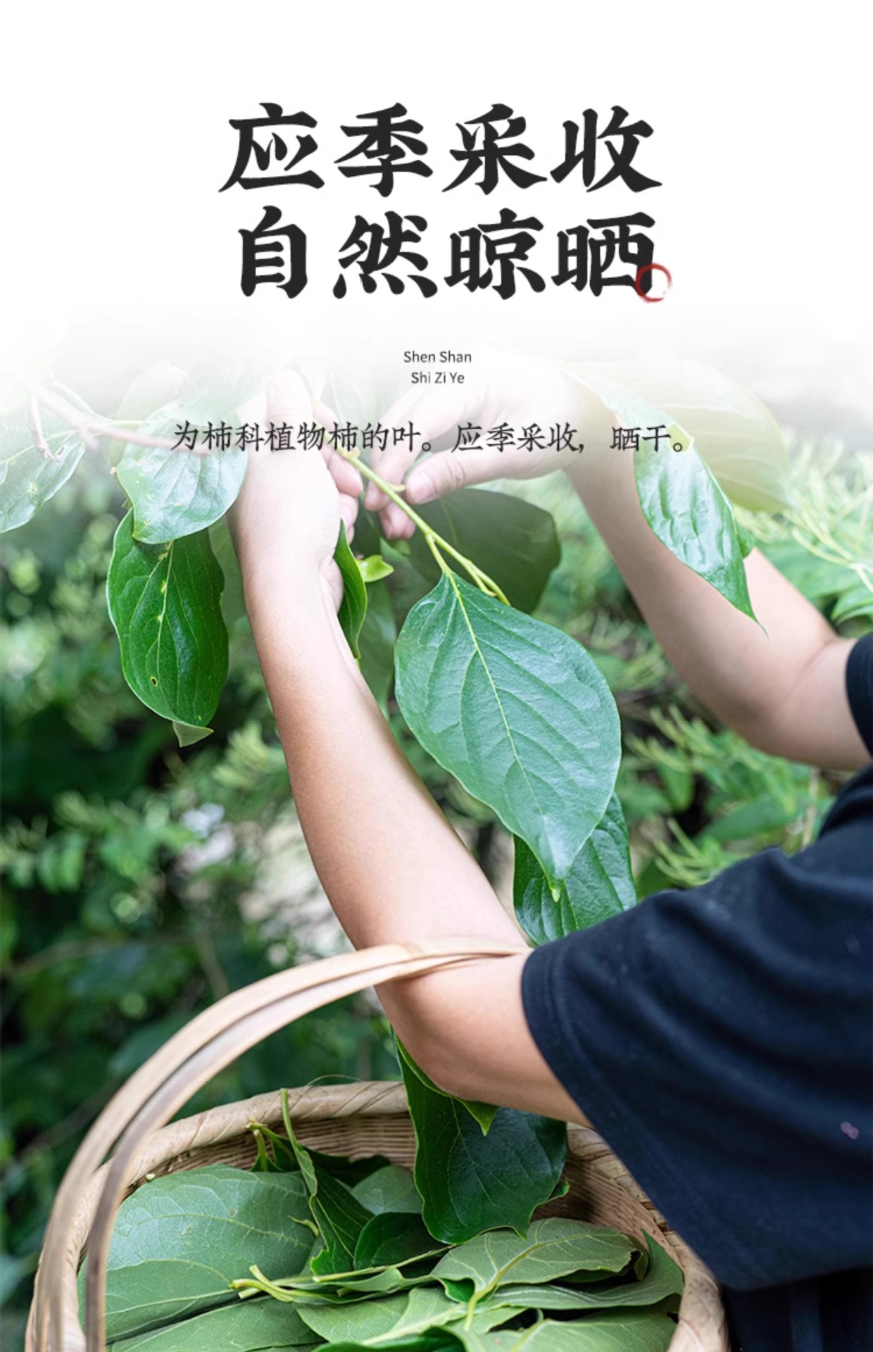 Dried Persimmon Leaf Tea Shi Ye 柿叶 100g Bag Herbal Infusion for Daily Wellness Brewing key features