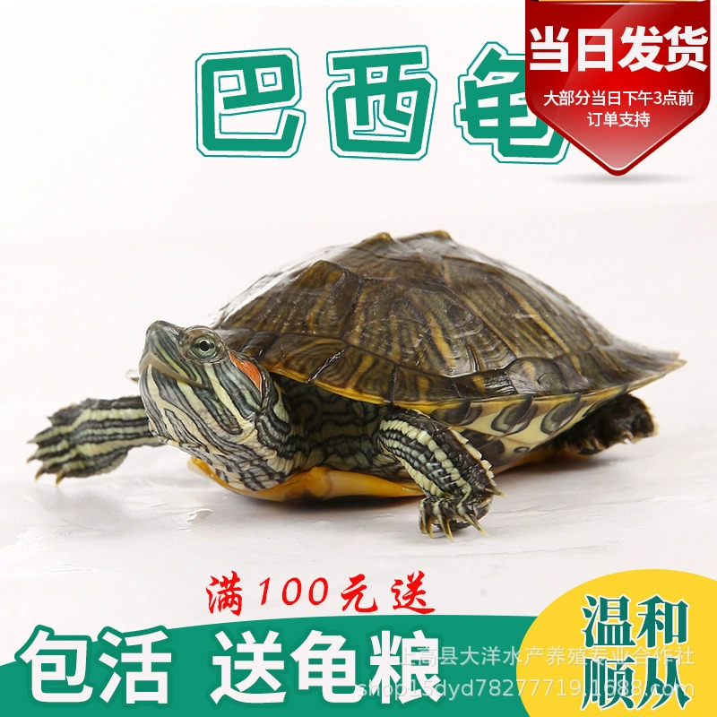 Живые черепахи, крупные и мелкие домашние животные, бразильские золотистые черепахи, декоративные черепахи, черепахи, выкладывающие яйца, черепахи красноухие прудовые, живые черепашонки