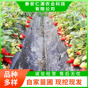 ��ݮ�� �Nֲ���Ϸ�����Y���ļ���ݮ�� Ʒ�N���Ӹ�ϵ�l�_��ݮ��