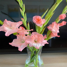 ļфmNͥԺ̨ͺ͟Ứֲ׻_