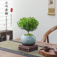 小叶赤楠盆栽室内绿植花卉盆景客厅办公室桌面摆件好养活植物树苗