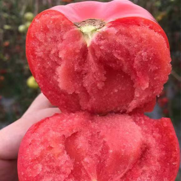 Venta al por mayor de semillas de flores y plantas eustoma malvarrosa peonía cobre dinero hierba margarita rosa sol peonía flor combinación de flores