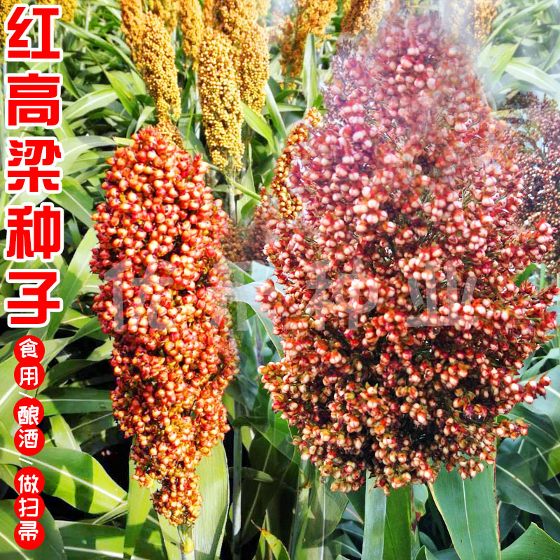 綠寶紅高粱種子黃土甜高梁種子做高粱酒做粥食用掃帚抗旱高産