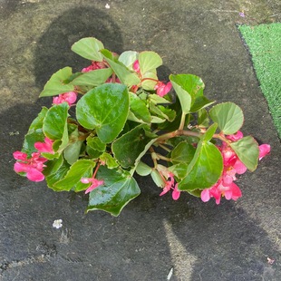 ���ľGֲֲ�ﺣ�Ļ����l�Gֲ���Ժ���ҹ�_���b������l�Gֲ�辰