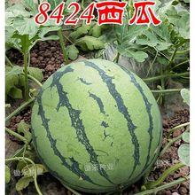 金美都西瓜种子早佳8424冰糖麒麟西瓜种子早熟高产特大懒汉瓜种子