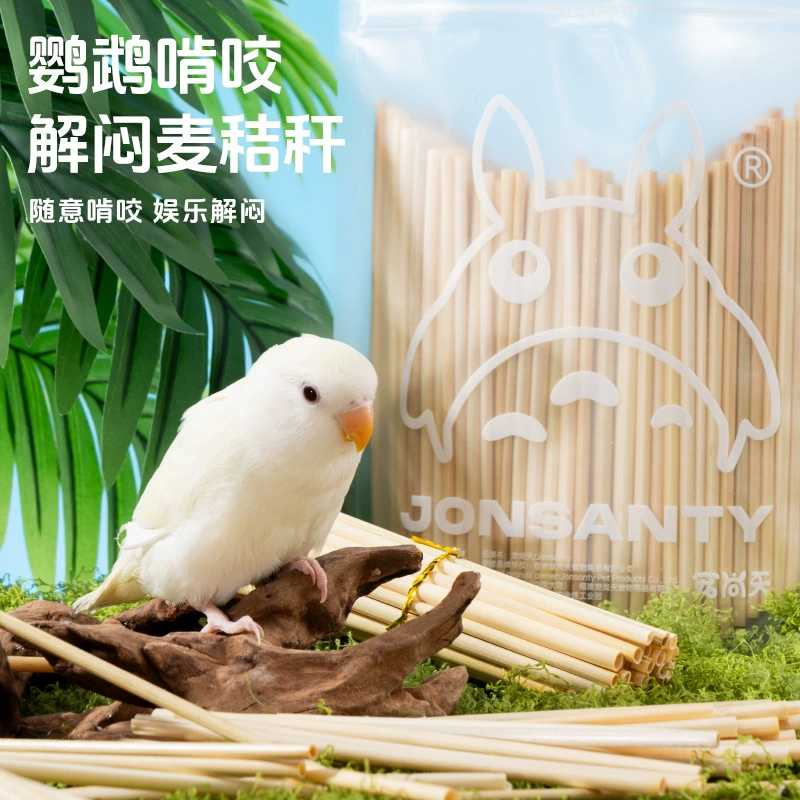 Домашние попугаи кусают игрушки