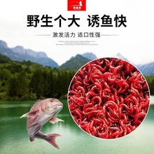 红虫鲜活活饵鱼饵活公速卖通代销代货独立站