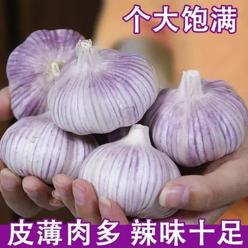 农家自种大蒜头批发5斤装5cm-6cm大果干蒜头山东紫白皮蒜干货批发