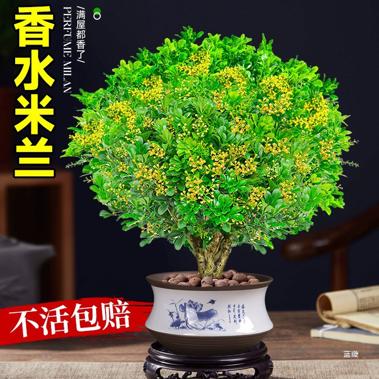 Цветочное горшечное растение Milan с бутонами, сильный аромат, старый сучок, цветет в любое время года, драгоценные комнатные цветы и зеленые растения, Xiaodu Art