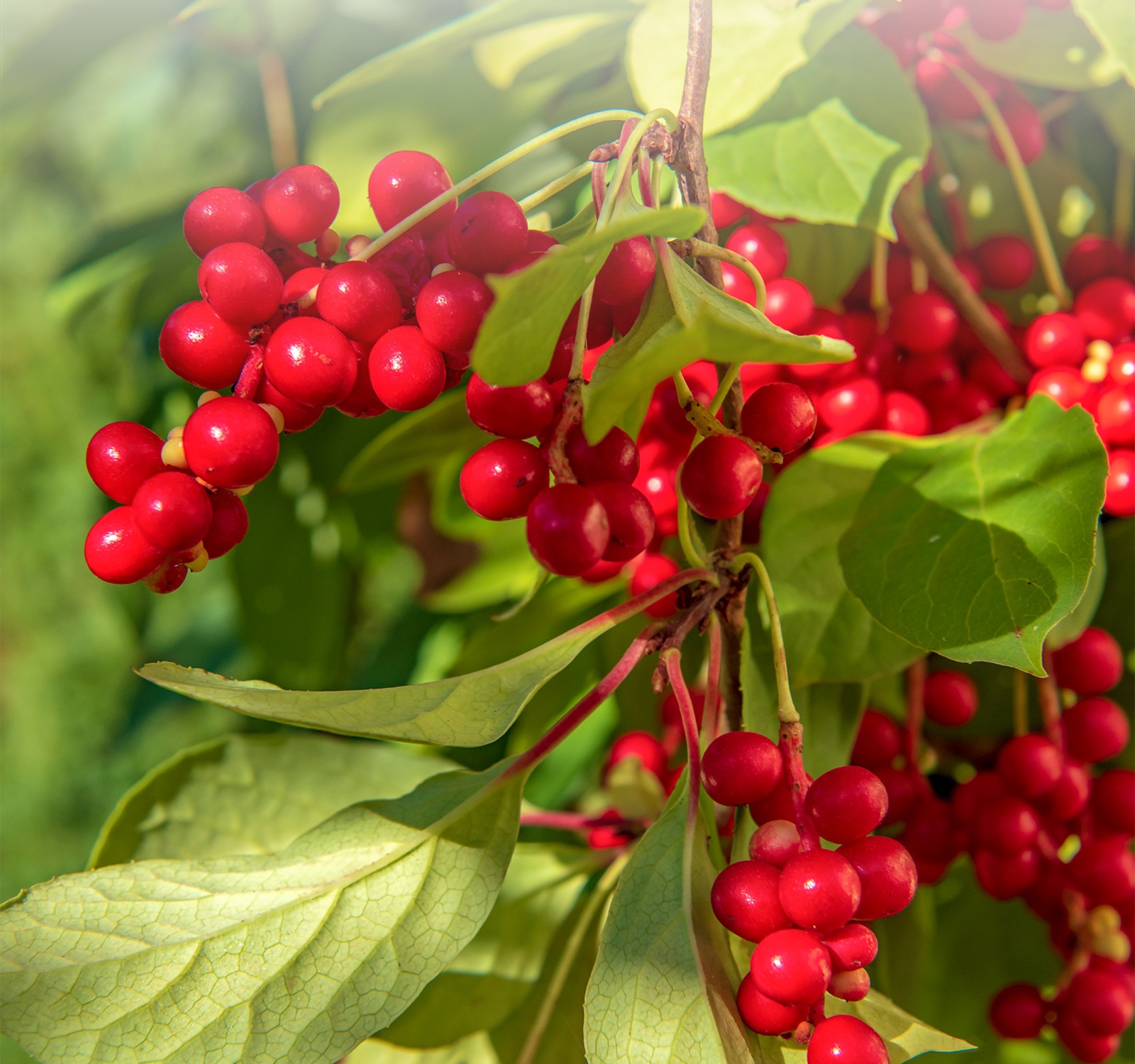Premium Changbai Mountain Schisandra Berries Wu Wei Zi Dried Whole Fruit 500g overview