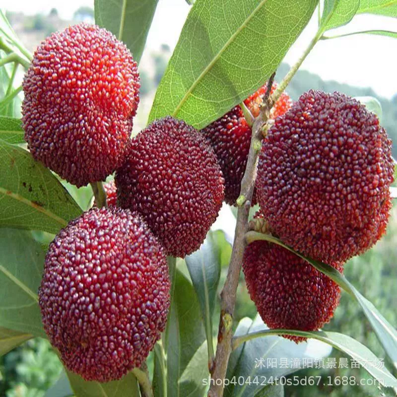 Оптовая аутентичная прививка Dongkui Bayberry саженцы Bayberry посадка фруктовых саженцев на юге и севере года