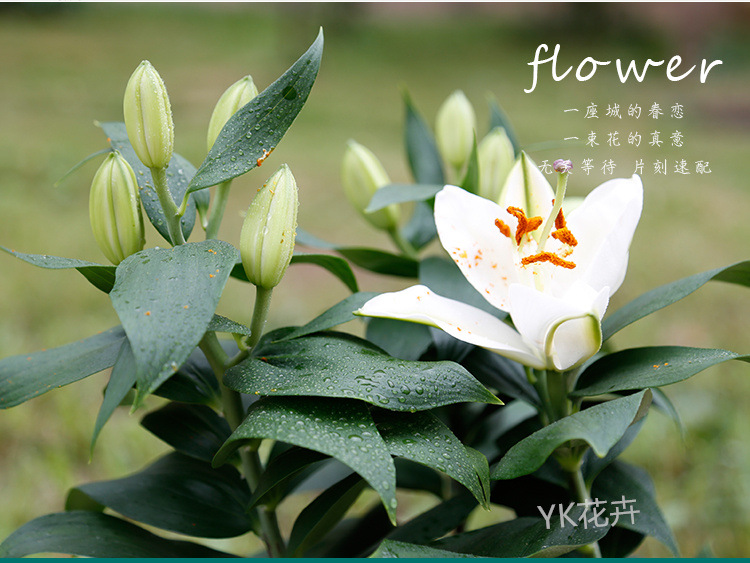 香水百合花种球盆栽花卉种子重瓣多花苞室内阳台庭院开花 供应产品 普宁市洪阳涛贤林木种植场