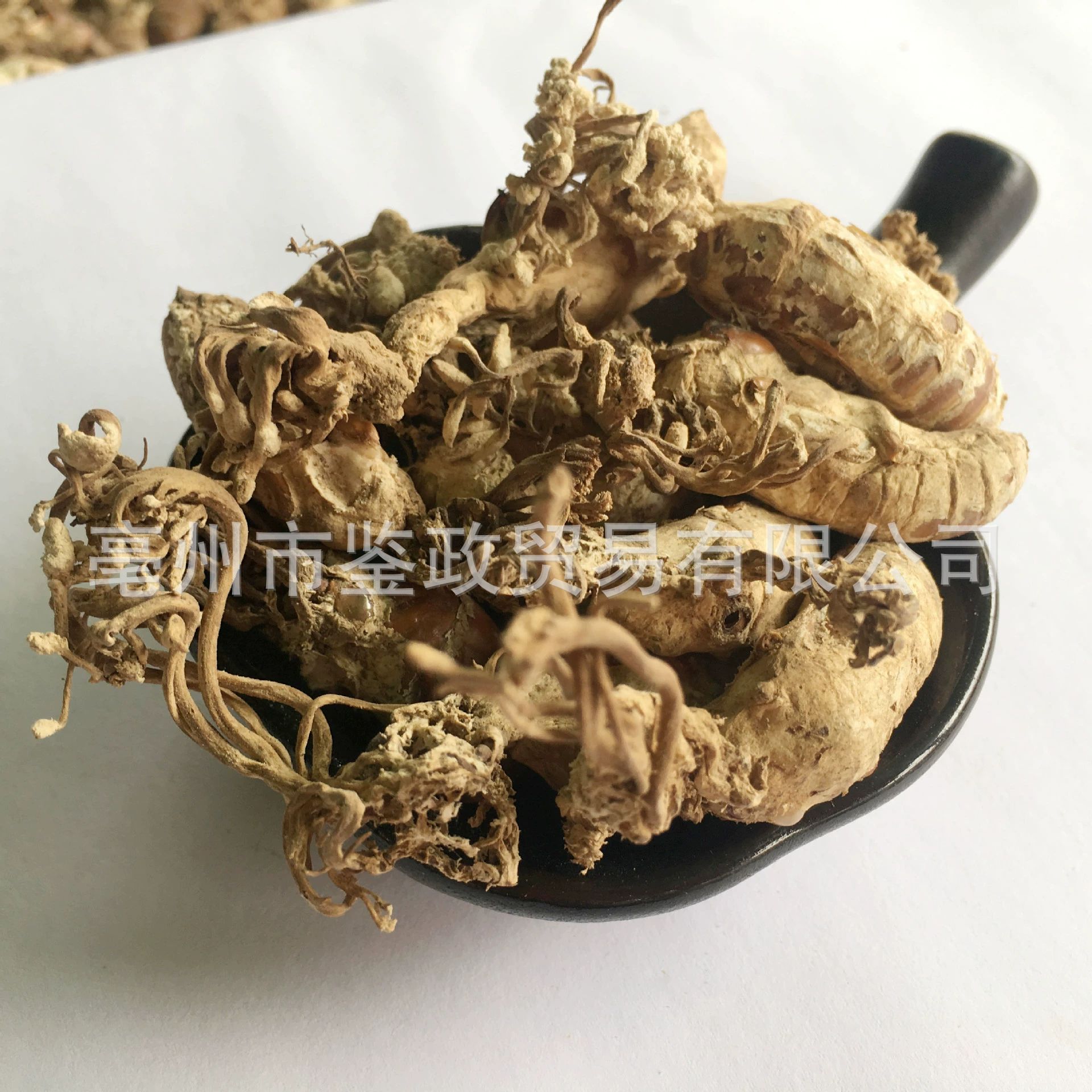 Golden Cicada Flower Jin Chan Hua Cordyceps-like Fungus Dried Whole Herb 500g Traditional TCM Ingredient quality and texture