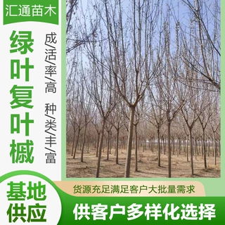 12-14绿叶复叶槭庭院绿化行道树绿叶复叶槭园林植物苗现货供应