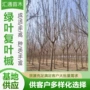 园林庭院植物绿化复叶槭