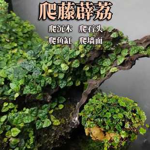 ����ֲ��С�~޵��̦�\����΢���^�쾰ˮ��ˮ�����ŷ��~���������Z