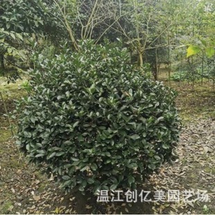 ���~�S�����f������ڷ�80-150���� ����ֱ�l