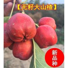 新品种无籽山楂结果多无籽山楂树苗大果嫁接苗南北方种植当年结果