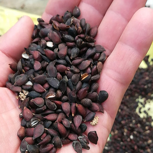 ���� ����N�� ���� ������ Ұ�������� �Ϸ����N��