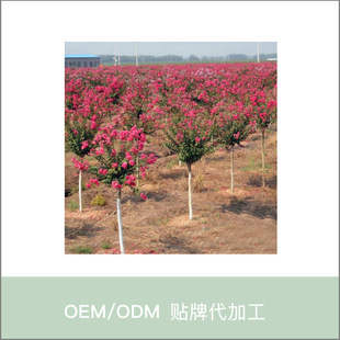 Wholesale Base for Greenery: Purple Osmanthus Saplings, Red Osmanthus Saplings, Hundred-Day Red Saplings, Red Rocket Osmanthus Trees, American Osmanthus