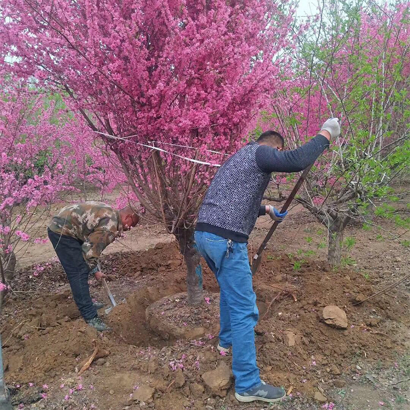 新品种观赏菊花桃树苗 规格齐全公园街道工程绿化 观赏性高绿化苗