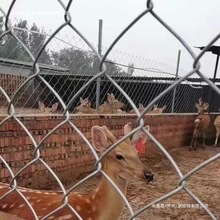 包树头镀锌防护网球场厂林区体育护栏网畜牧铁丝网防护网勾花网