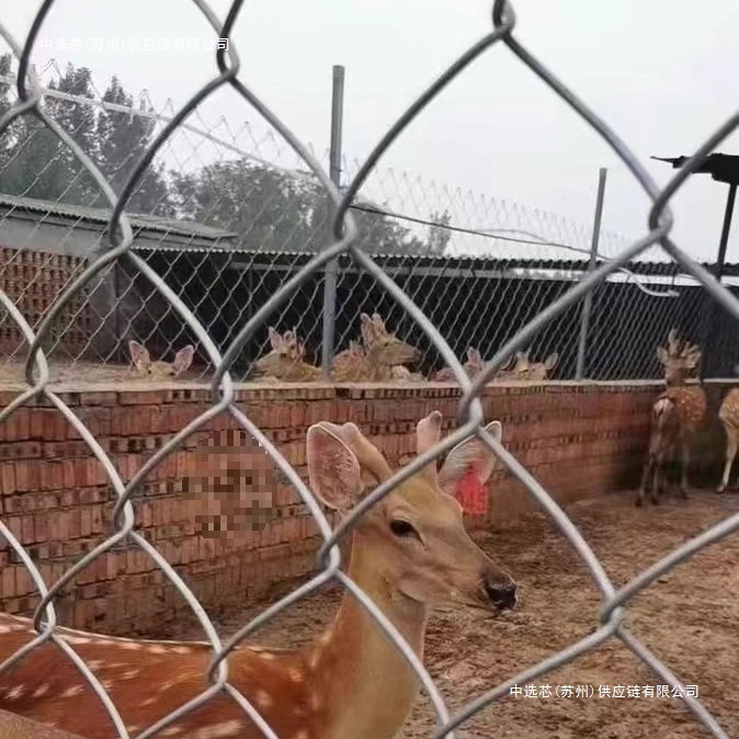 包树头镀锌防护网球场厂林区体育护栏网畜牧铁丝网防护网勾花网